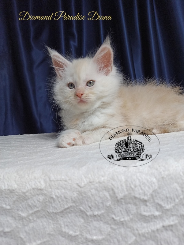 Diamond Paradise Diana - Kitten maine-coon 1 month 3.5 weeks