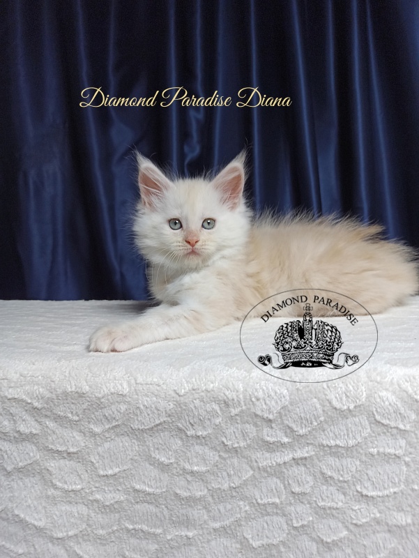Diamond Paradise Diana - Kitten maine-coon 1 month 3.5 weeks