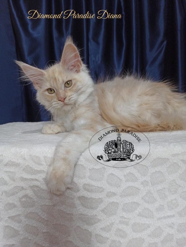 Diamond Paradise Diana - Kitten maine-coon 3 months 3.5 weeks