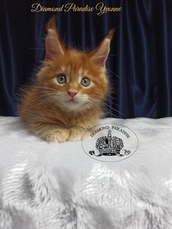 Diamond Paradise Yvonne - Kitten maine-coon 1 month 3 weeks