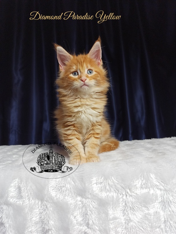 Diamond Paradise Yellow - Kitten maine-coon 1 month 3 weeks