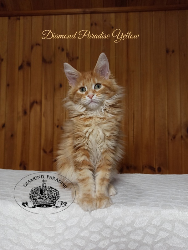 Diamond Paradise Yellow - Kitten maine-coon 3 months 0.5 weeks