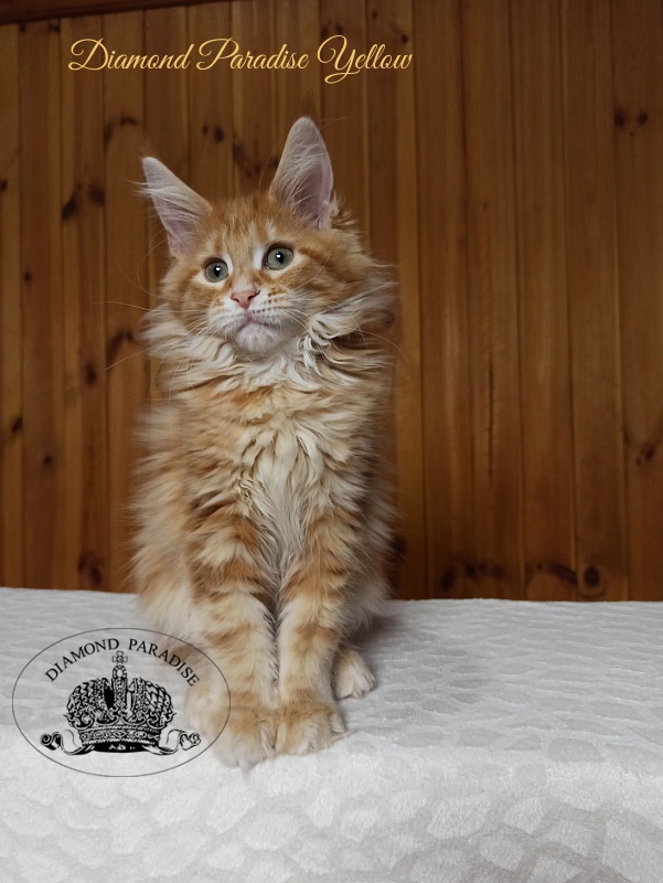 Diamond Paradise Yellow - Kitten maine-coon 3 months 0.5 weeks