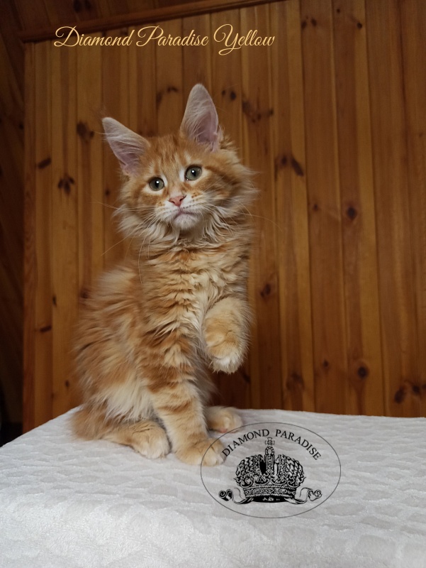 Diamond Paradise Yellow - Kitten maine-coon 3 months 0.5 weeks