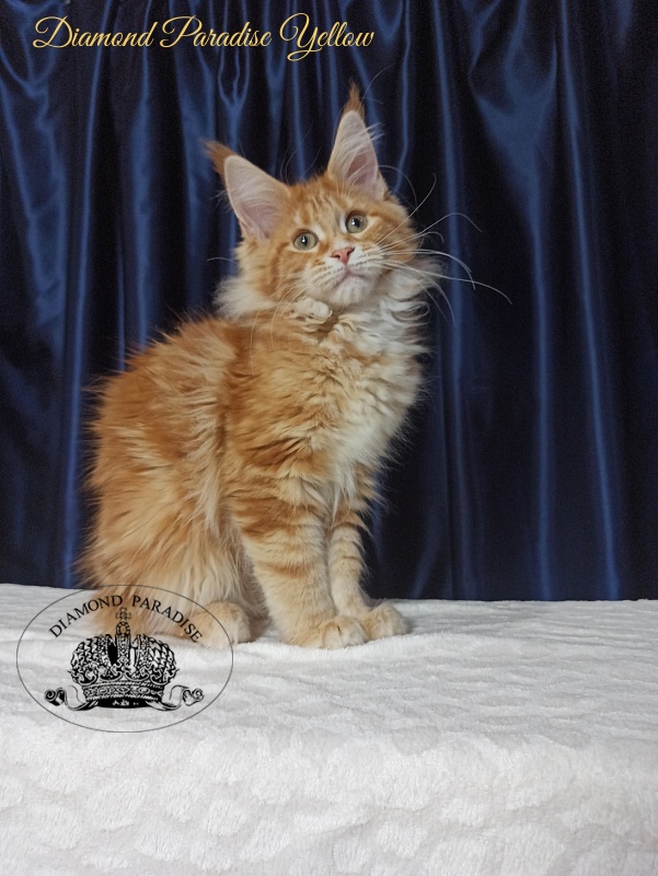Diamond Paradise Yellow - Kitten maine-coon 3 months 3 weeks