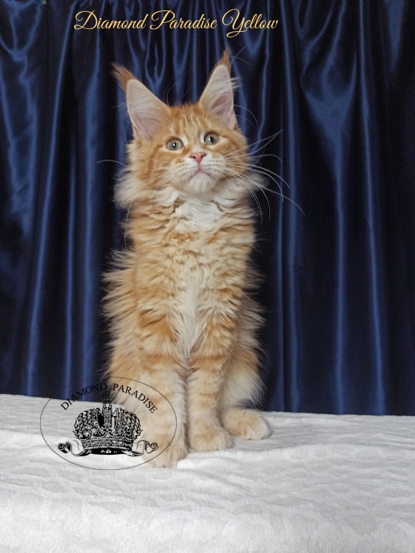 Diamond Paradise Yellow - Kitten maine-coon 3 months 3 weeks