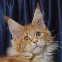 Diamond Paradise Yellow