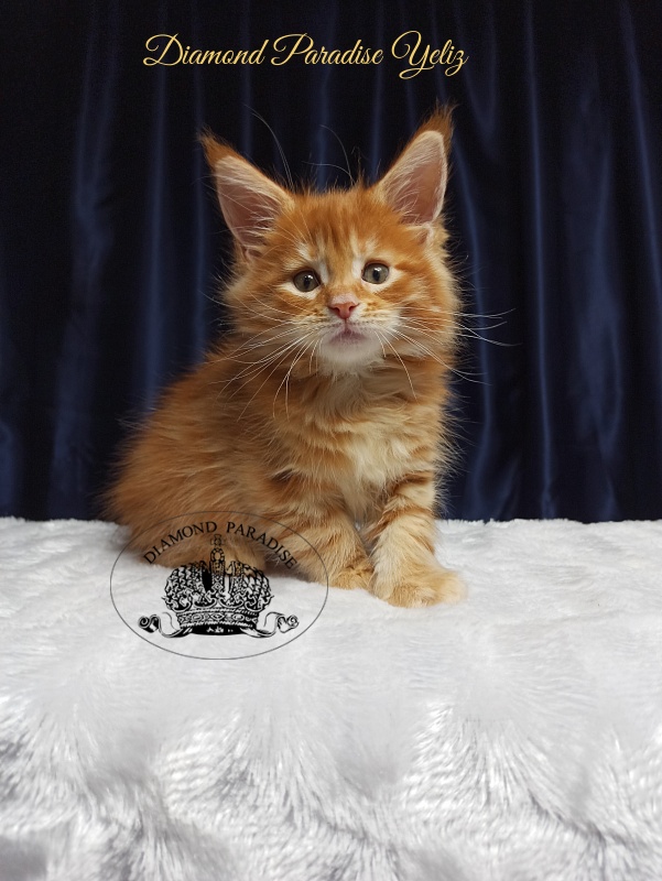 Diamond Paradise Yeliz - Kitten maine-coon 1 month 3 weeks