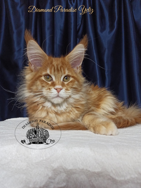 Diamond Paradise Yeliz - Kitten maine-coon 3 months 3 weeks