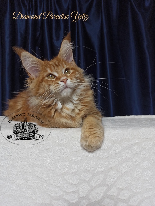 Diamond Paradise Yeliz - Kitten maine-coon 3 months 3 weeks
