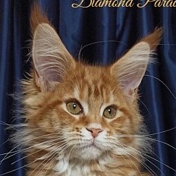 Diamond Paradise Yeliz