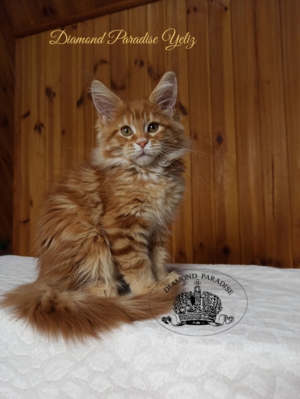 Diamond Paradise Yeliz - Kitten maine-coon 3 months 0.5 weeks