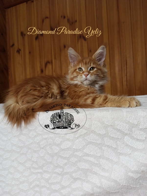 Diamond Paradise Yeliz - Kitten maine-coon 3 months 0.5 weeks