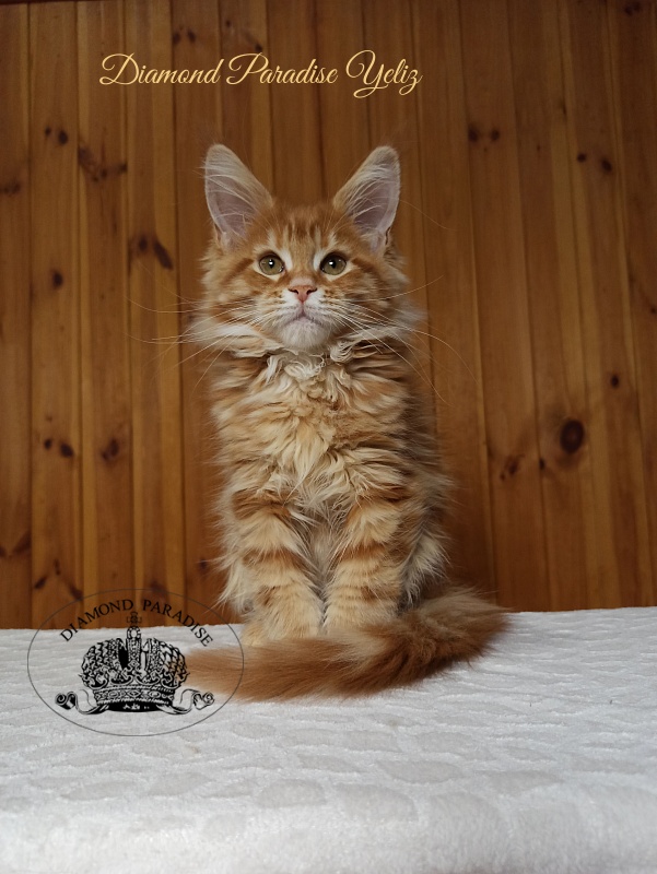 Diamond Paradise Yeliz - Kitten maine-coon 3 months 0.5 weeks