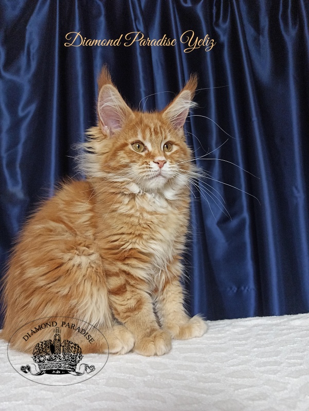 Diamond Paradise Yeliz - Kitten maine-coon 3 months 3 weeks