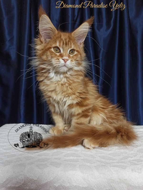 Diamond Paradise Yeliz - Kitten maine-coon 3 months 3 weeks