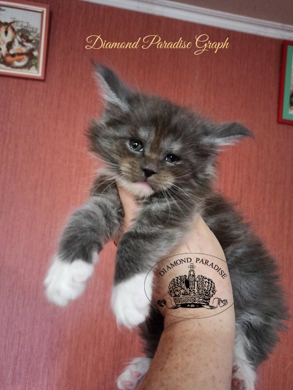 Diamond Paradise Graph - Kitten maine-coon 1 month 1 week