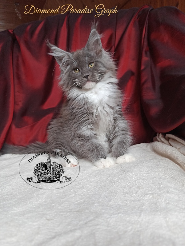 Diamond Paradise Graph - Kitten maine-coon 2 months 4 weeks