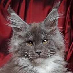 Diamond Paradise Graph