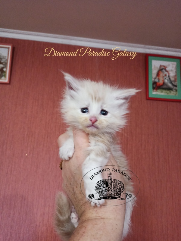 Diamond Paradise Galaxy - Kitten maine-coon 1 month 1 week