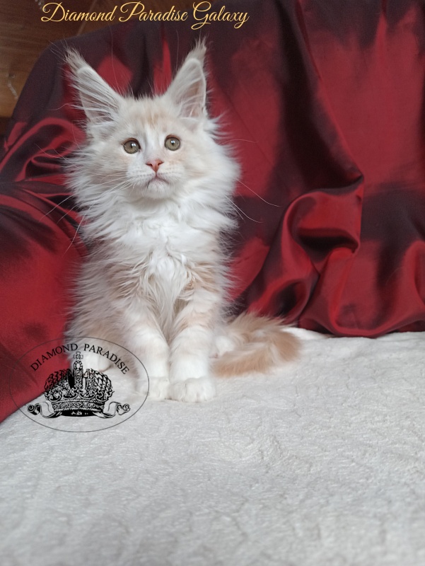 Diamond Paradise Galaxy - Kitten maine-coon 2 months 4 weeks
