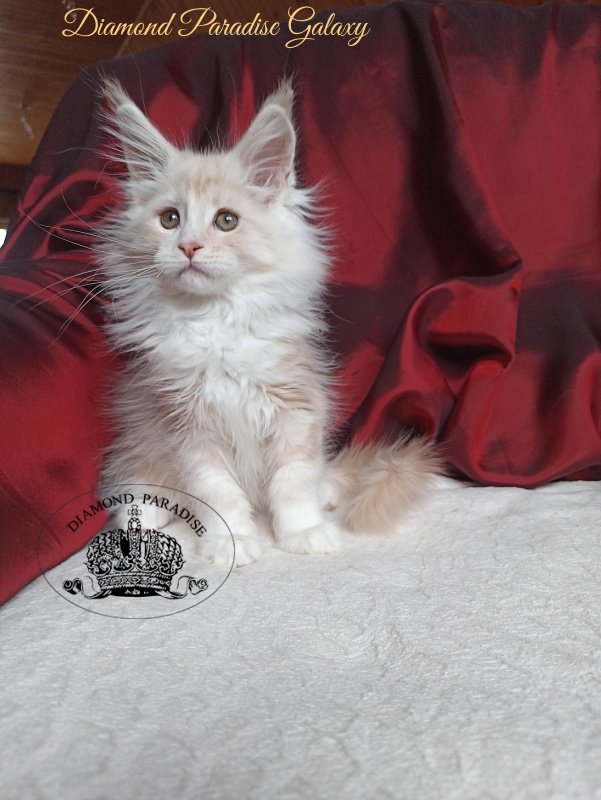 Diamond Paradise Galaxy - Kitten maine-coon 2 months 4 weeks