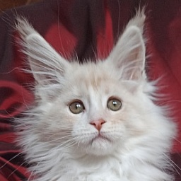 Diamond Paradise Galaxy