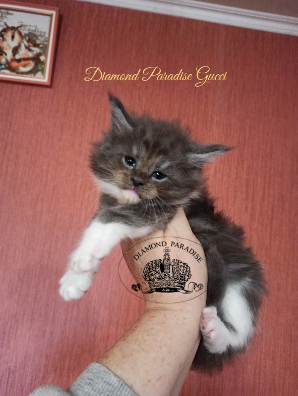 Diamond Paradise Gucci - Kitten maine-coon 1 month 1 week