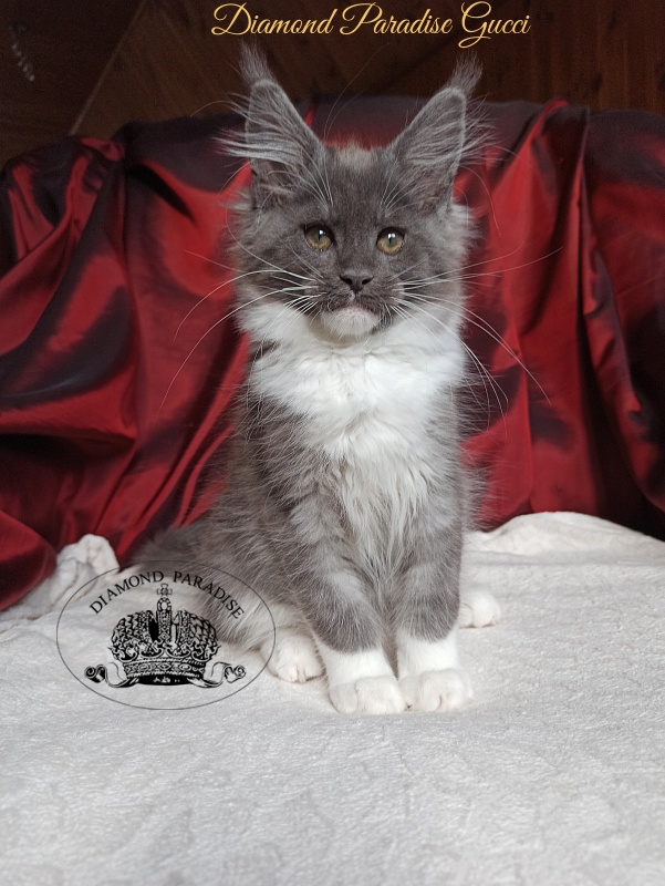Diamond Paradise Gucci - Kitten maine-coon 2 months 4 weeks