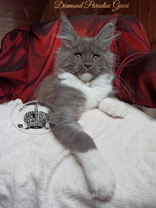 Diamond Paradise Gucci - Kitten maine-coon 2 months 4 weeks