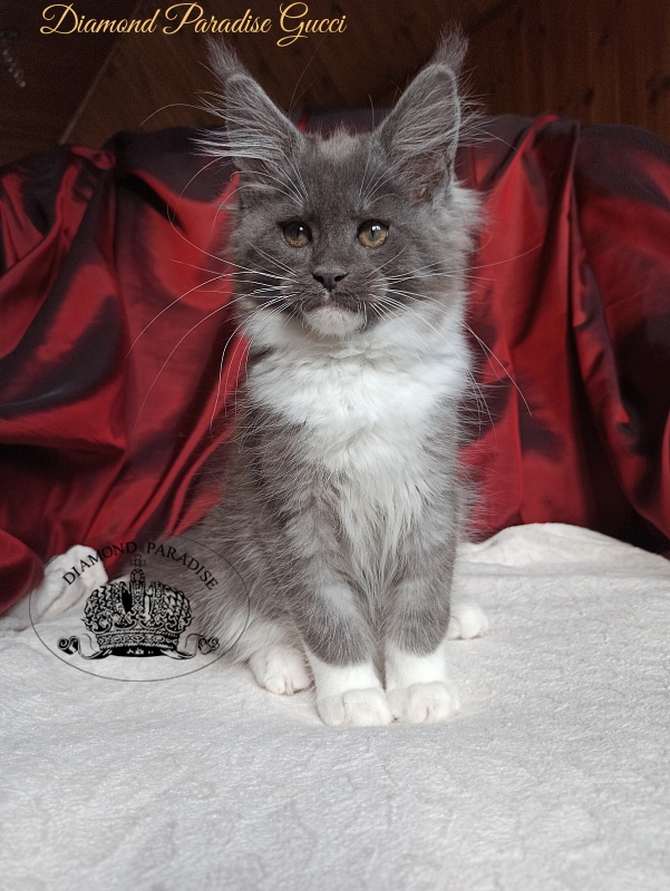 Diamond Paradise Gucci - Kitten maine-coon 2 months 4 weeks