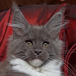 Diamond Paradise Gucci