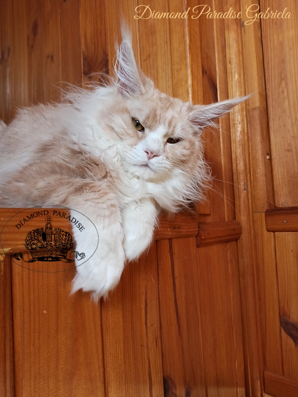 Diamond Paradise Gabriela - Kitten maine-coon 6 months