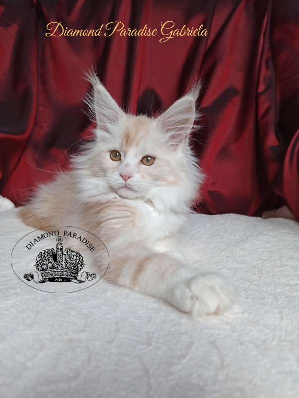 Diamond Paradise Gabriela - Kitten maine-coon 2 months 4 weeks