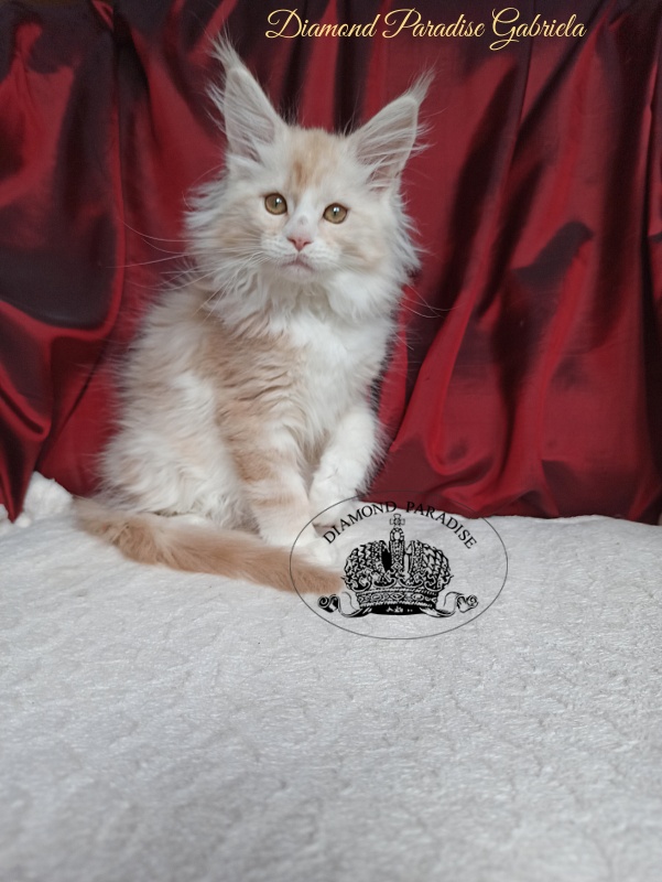 Diamond Paradise Gabriela - Kitten maine-coon 2 months 4 weeks