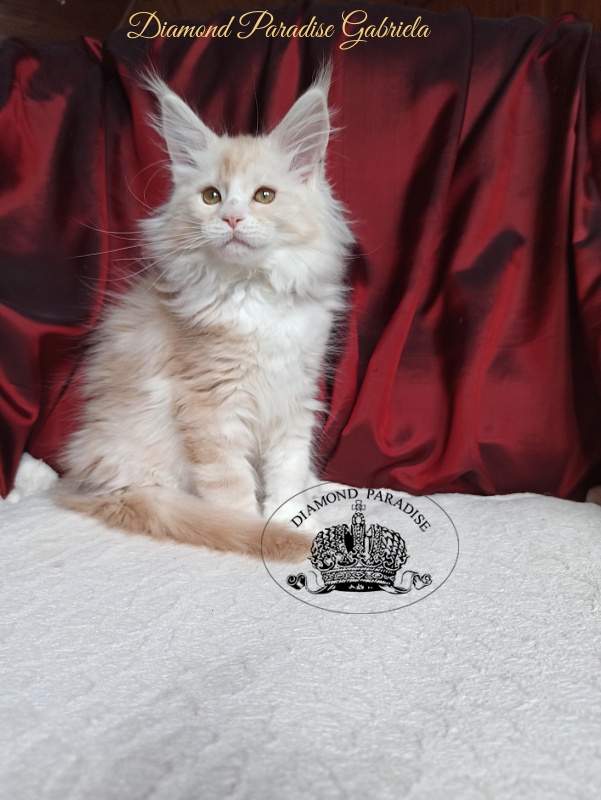 Diamond Paradise Gabriela - Kitten maine-coon 2 months 4 weeks