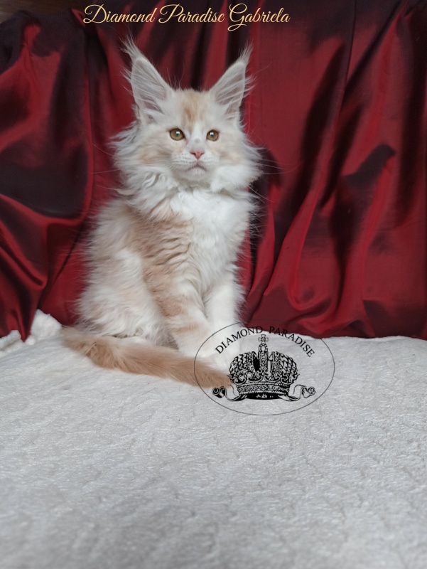 Diamond Paradise Gabriela - Kitten maine-coon 2 months 4 weeks
