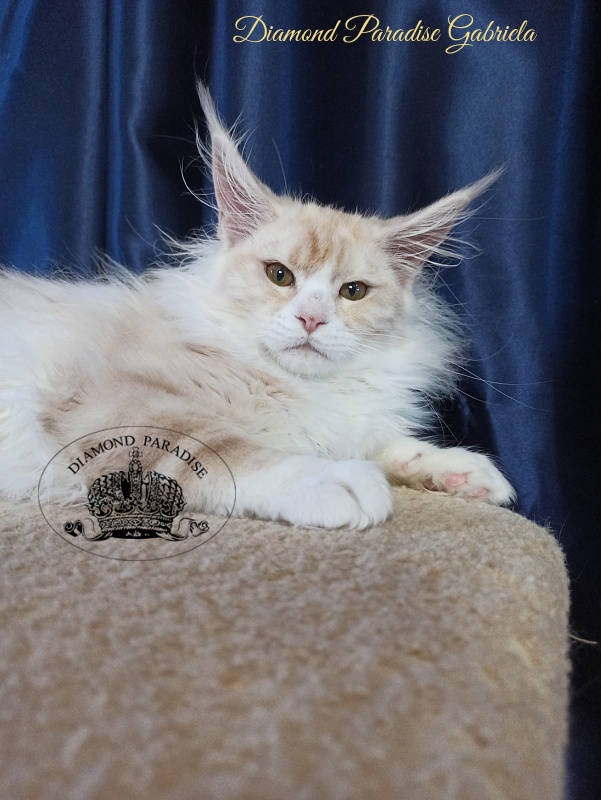Diamond Paradise Gabriela - Kitten maine-coon 3 months 3.5 weeks