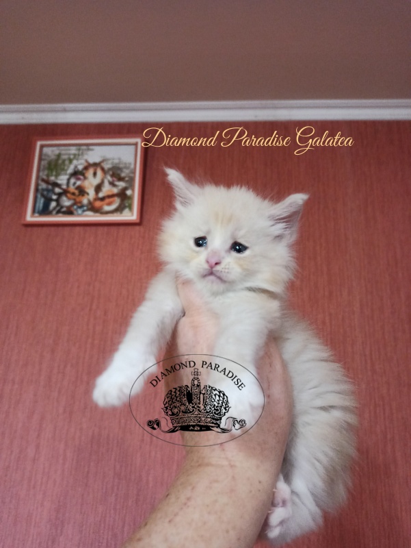 Diamond Paradise Galatea - Kitten maine-coon 1 month 1 week