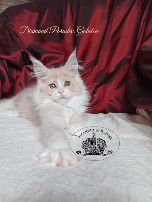 Diamond Paradise Galatea - Kitten maine-coon 2 months 4 weeks