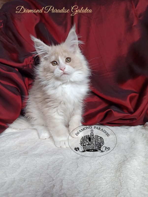 Diamond Paradise Galatea - Kitten maine-coon 2 months 4 weeks