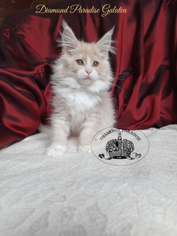 Diamond Paradise Galatea - Kitten maine-coon 2 months 4 weeks
