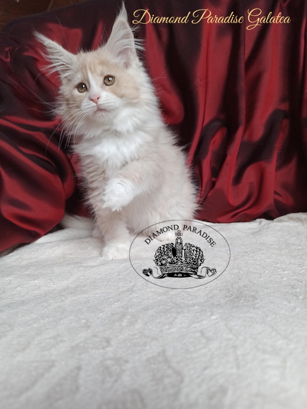 Diamond Paradise Galatea - Kitten maine-coon 2 months 4 weeks