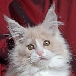 Diamond Paradise Galatea