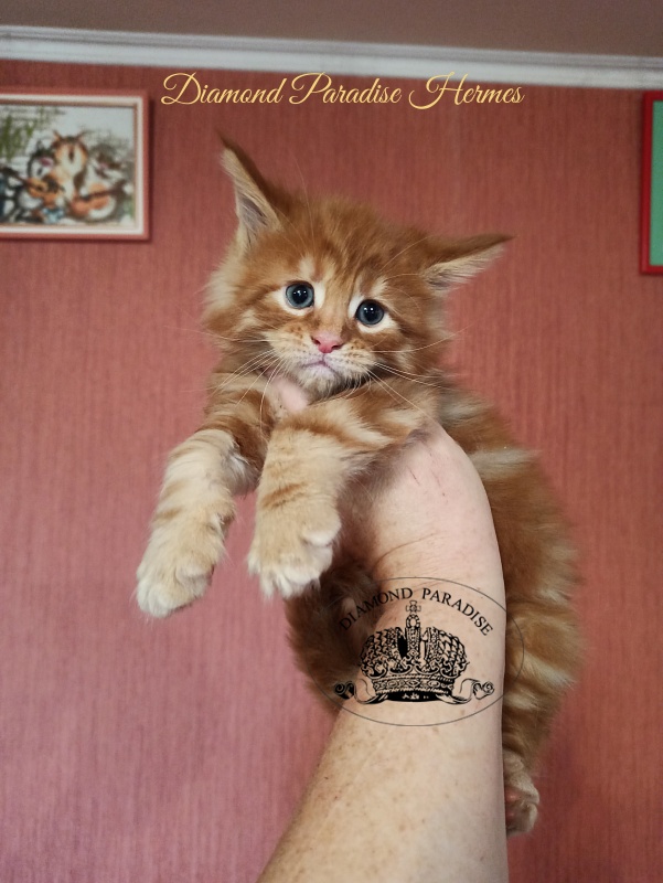 Diamond Paradise Hermes - Kitten maine-coon 1 month 0.5 weeks