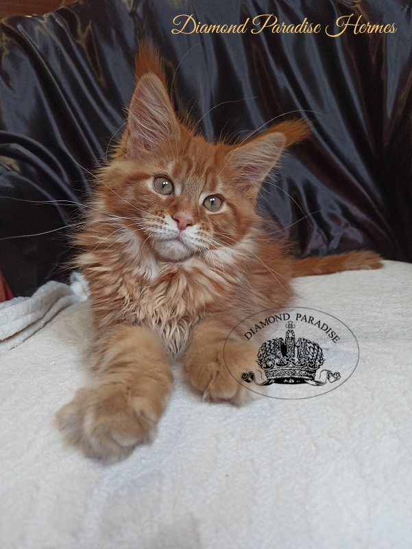 Diamond Paradise Hermes - Kitten maine-coon 2 months 3.5 weeks
