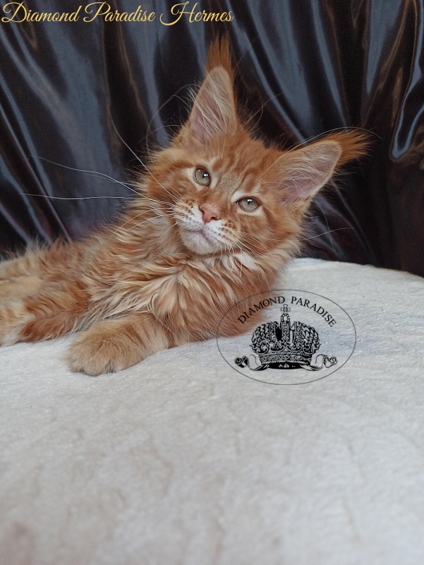 Diamond Paradise Hermes - Kitten maine-coon 2 months 3.5 weeks