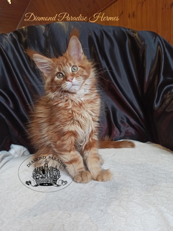 Diamond Paradise Hermes - Kitten maine-coon 2 months 3.5 weeks