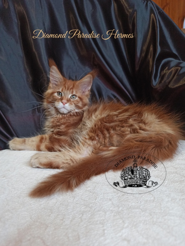 Diamond Paradise Hermes - Kitten maine-coon 2 months 3.5 weeks