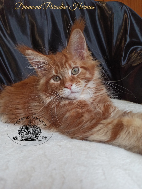 Diamond Paradise Hermes - Kitten maine-coon 2 months 3.5 weeks